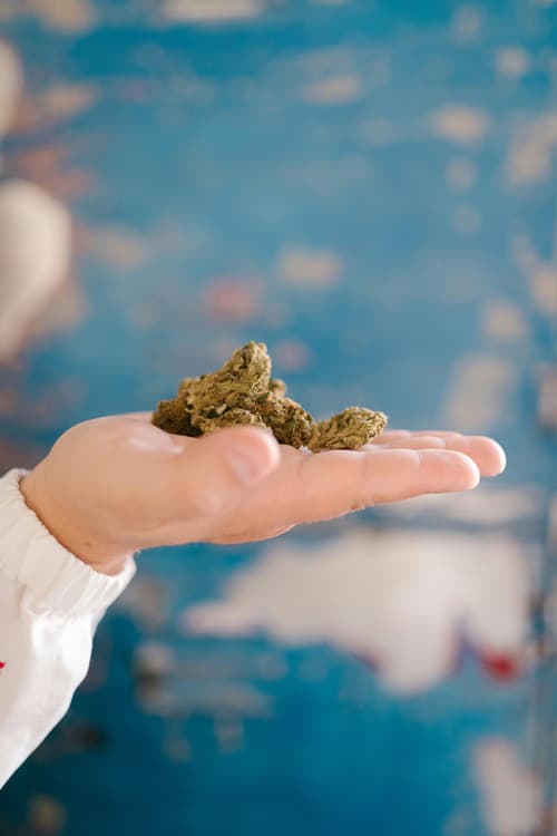 A Hand Holding Cannabis Flowers A Hand Holding Cannabis Flowers
